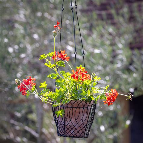 Decorative Wire Hanging Basket | Hanging Baskets | Sarah Raven