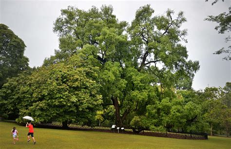 Get to know these 9 well-known Heritage Trees | The Straits Times