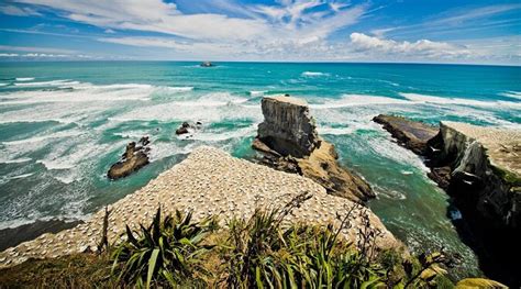 Book Muriwai Beach Tours & Tickets in Auckland Today