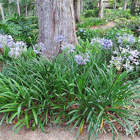 Agapanthus Care In Pots: 7 Growth Tips For African Lilies