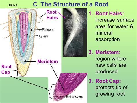 What Are 3 Functions Of Root Hair Cells - Printable Templates Protal