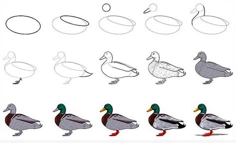 How to draw Duck Idea 8 step by step - Drawing Photos