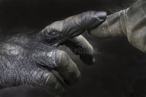 Gorilla hands stock photo. Image of anthropoid, fingers - 24278594