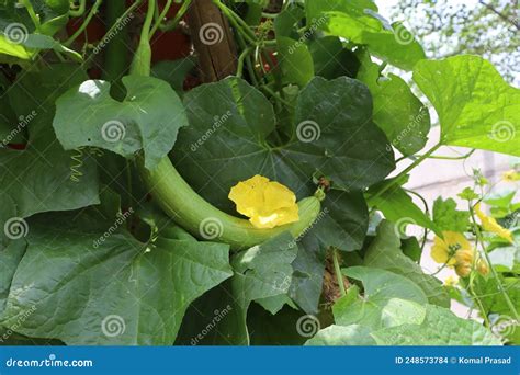 Gourds Include the Fruits of Some Flowering Plant Species in the Family Cucurbitaceae Stock ...