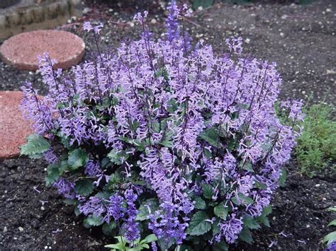 Mona Lavender Plectranthus