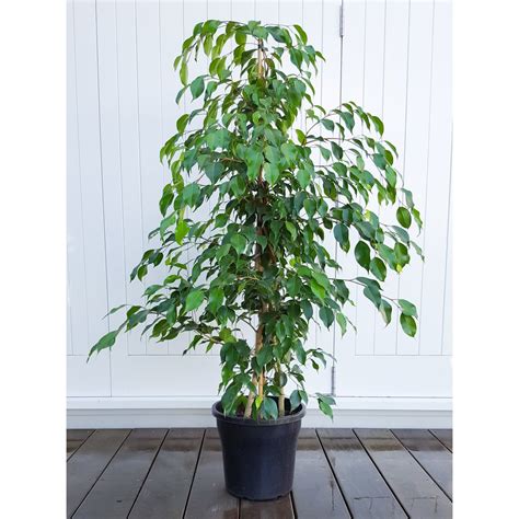 Weeping Fig | Ficus Benjamina | Tall with Fine Foliage - plantandpot.nz