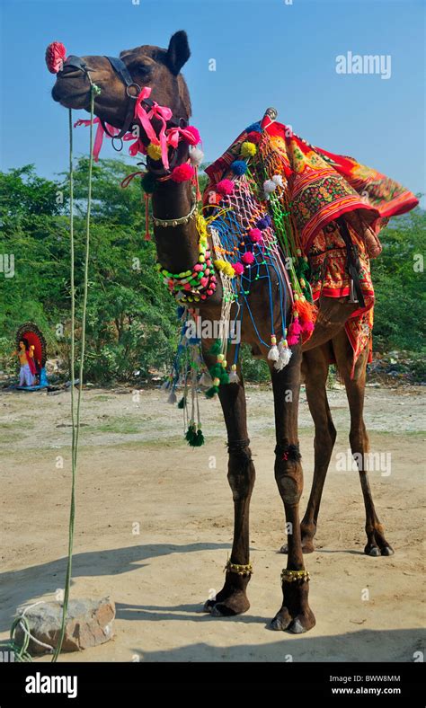 Decorated camel, Jaipur, Rajasthan, India Stock Photo - Alamy