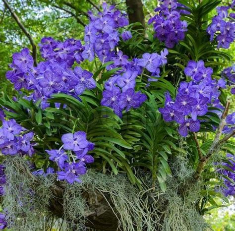 Vanda orchid on a tree. | Plantar orquideas, Plantas exóticas, Flor de ...