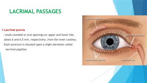 Anatomy of lacrimal gland