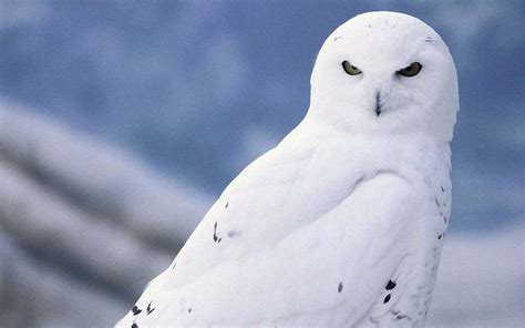 Snowy Owl Wallpaper HD (78+ images)