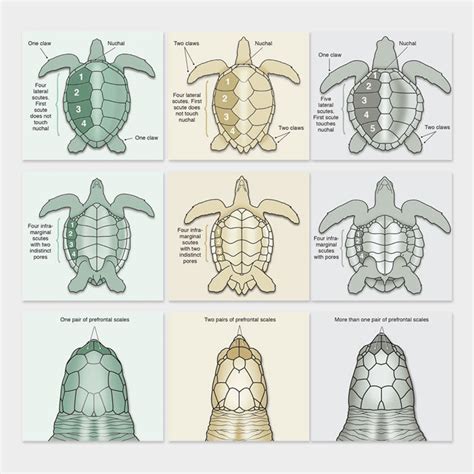 Sea turtle species identification – drawnbydawn