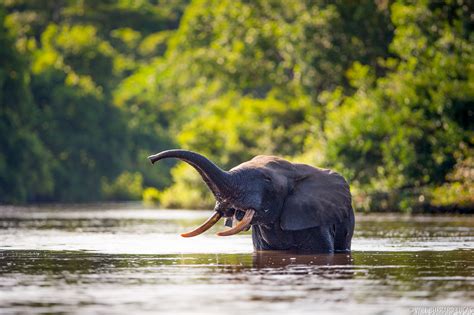 Forest Elephant | Will Burrard-Lucas