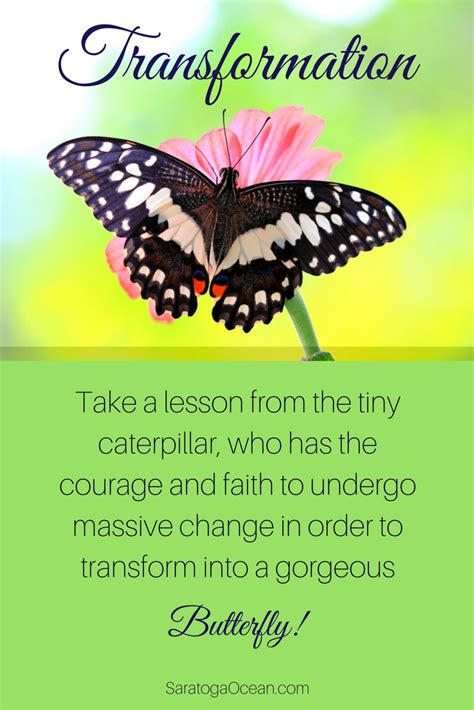 Butterfly Transformation Quotes - ShortQuotes.cc