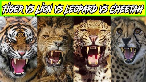 Lion Tiger Leopard Cheetah