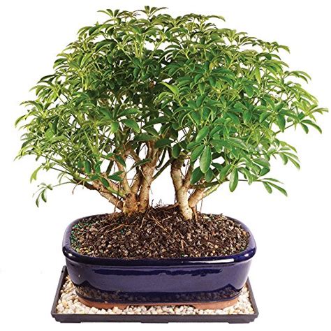 Best Dwarf Bonsai Tree Where to Buy? VirginiaBonsai.org