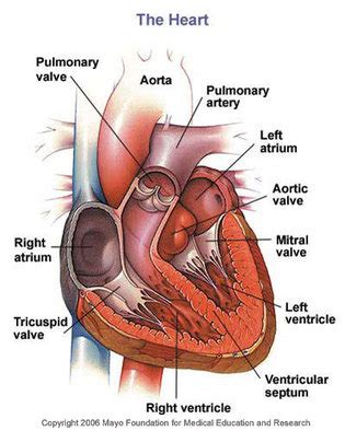 Functions of Organs - The Cardiovascular System