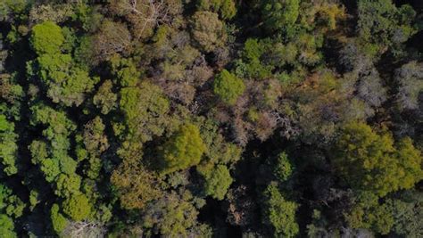 Aerial Drone View of a Mountain Forest Free Stock Video Footage ...