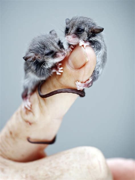 Baby Pygmy Possum
