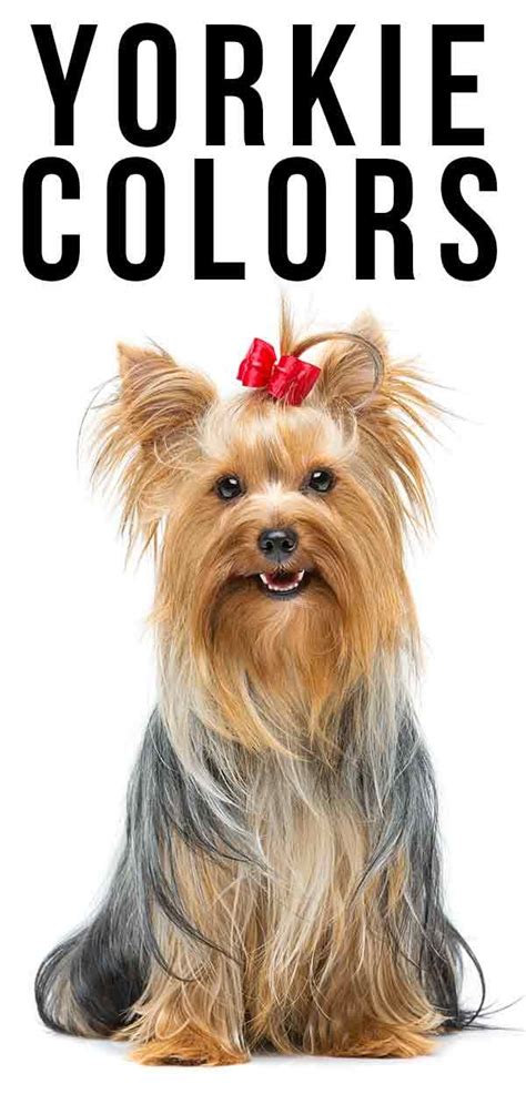 Yorkie Colors - Find Out All The Possible Colors Of This Distinctive Breed | Yorkie, Yorkie ...