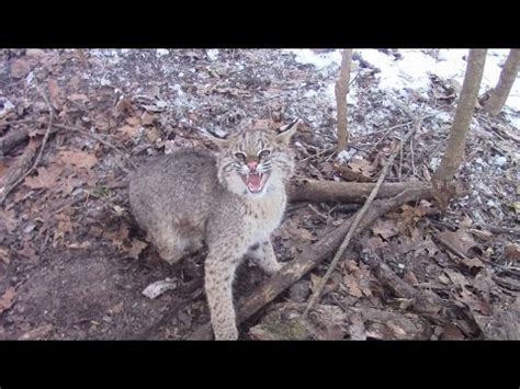 bobcat trapping with dirt hole sets and cubby sets with catch - YouTube