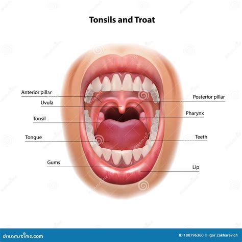 Throat and Tonsils. Oral Cavity. Medical Scheme Stock Vector - Illustration of anatomy, tonsil ...