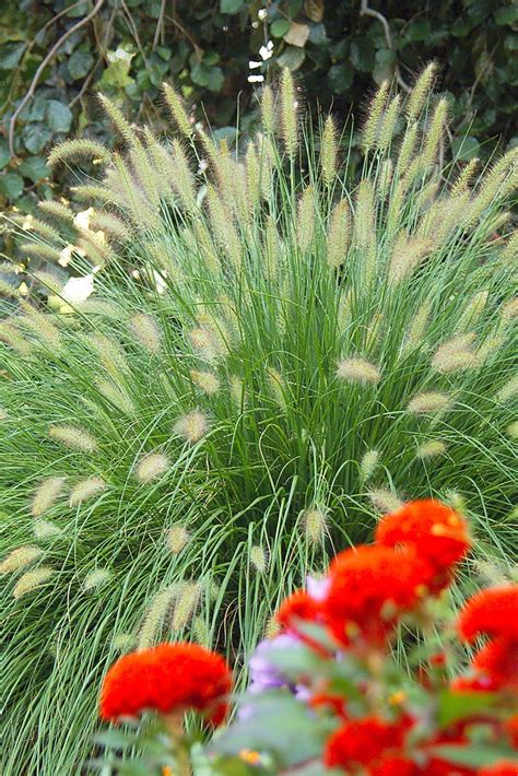 How to Care for Ornamental Grasses Through the Seasons | Ornamental grasses, Plants, Fountain grass