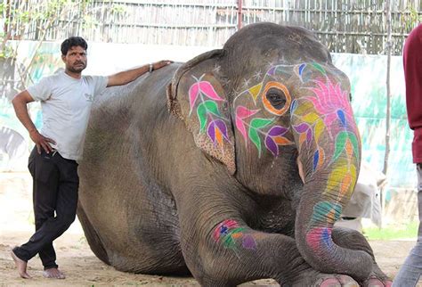 Elephant Sanctuary In India, India Elephant Sanctuary