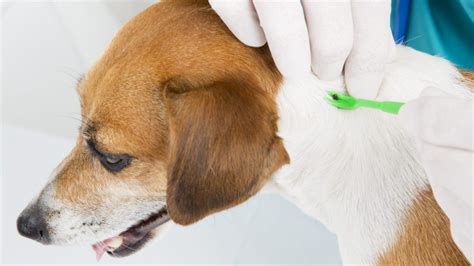 Everything To Know About Anaplasmosis in Dogs