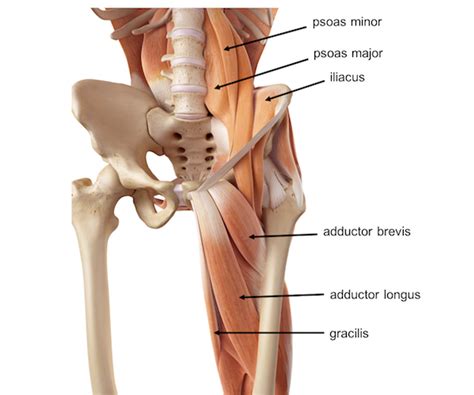 Pelvis Hip Anatomy