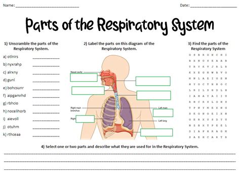 Parts of the Respiratory (Breathing) System Worksheet | Teaching Resources