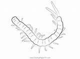 Centipede 2 Coloring Page For Kids  Free Centipedes Printable sketch template