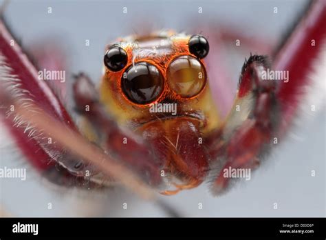 Eyes and face of a male of jumper spider Stock Photo - Alamy