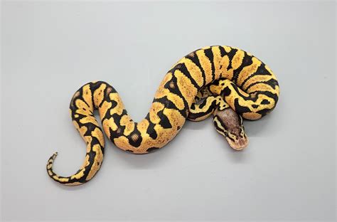 Pastel Zebra Ball Python by Steve's Morphs - MorphMarket