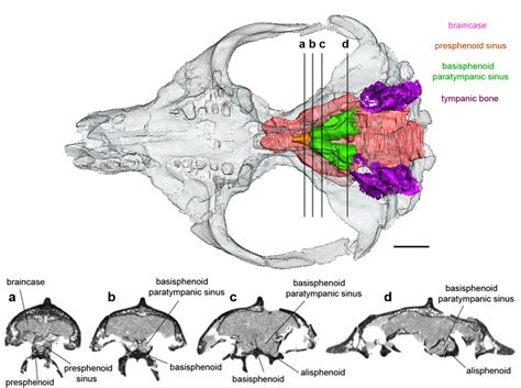 Fig. S4 -In situ 3D reconstructions of some endocranial features of... | Download Scientific Diagram