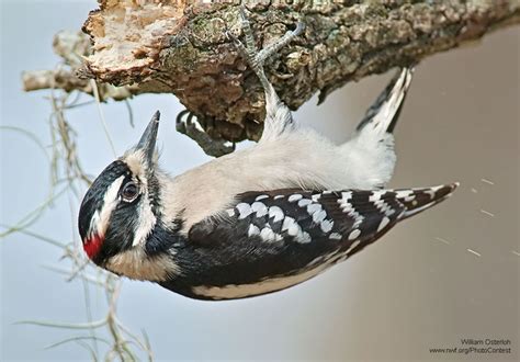 8 Wonky and Wonderful Woodpecker Adaptations - The National Wildlife ...