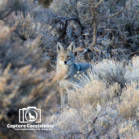 Project Coyote on Twitter: "Coyotes are essential to the ecosystem ...