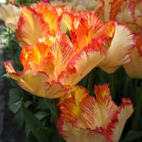 Parrot Tulip - Parrot Tulip Caribbean