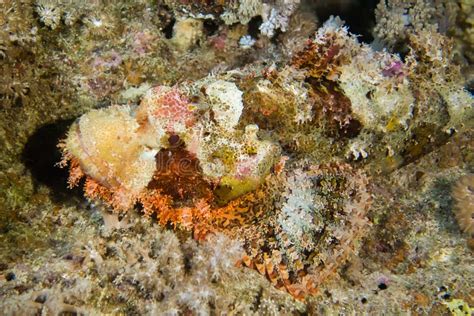 Venomous Camouflaged Scorpion Fish Stock Image - Image of diving, background: 63540693