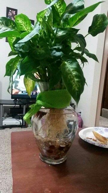 Water terrarium with Dieffenbachia (plant) & a Beta fish | Best indoor plants, Plants, Betta fish