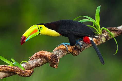 Keel-Billed Toucan ~ Bar Paly