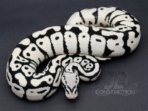 Pastel Axanthic ?Thing? by JD Constriction | Reptiles pet, Pet snake, Reptile snakes