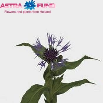 Centaurea montana