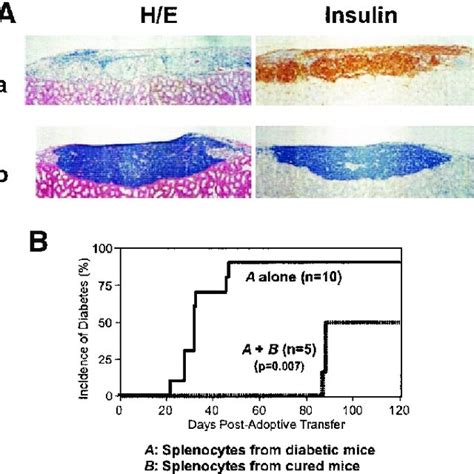 Islet transplantation and adoptive cell transfer. A: Islets from... | Download Scientific Diagram