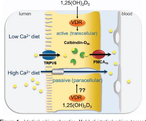 Does Vitamin D Need Calcium To Be Absorbed