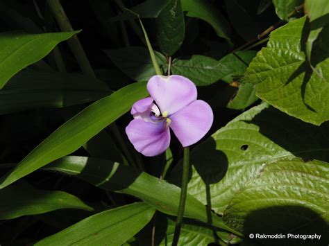 Kas Pathar - Flowers valley in Maharashtra - Journey & Life.