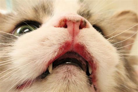 Rodent Ulcers In Cats: Causes, Treatment, And Prognosis