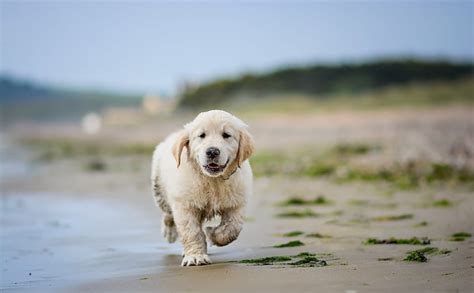 HD wallpaper: golden retriever 4k hd desktop, one animal, dog, canine ...