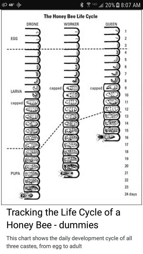 Pin by Daniel Scott on bees | Honey bee life cycle, Bee keeping, Bee