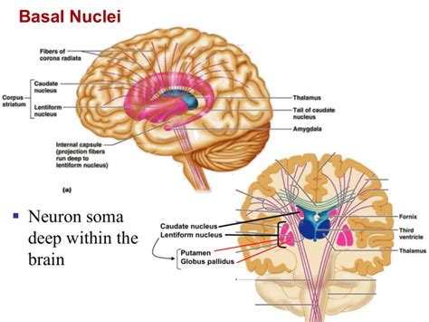 CNS2