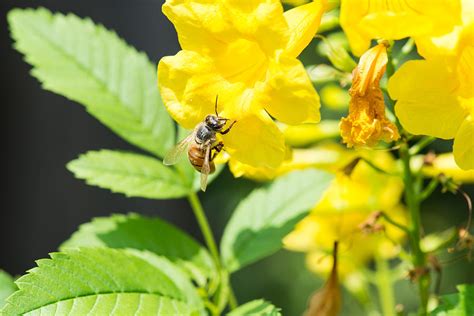 Let It Bee Photograph by JG Thompson - Fine Art America